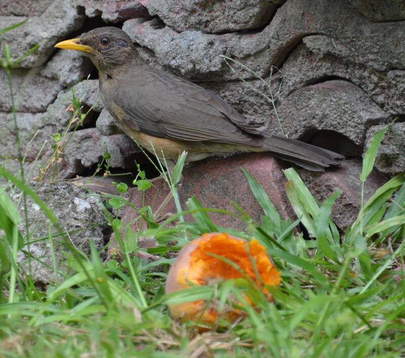 African Thrushadult, feeding habits