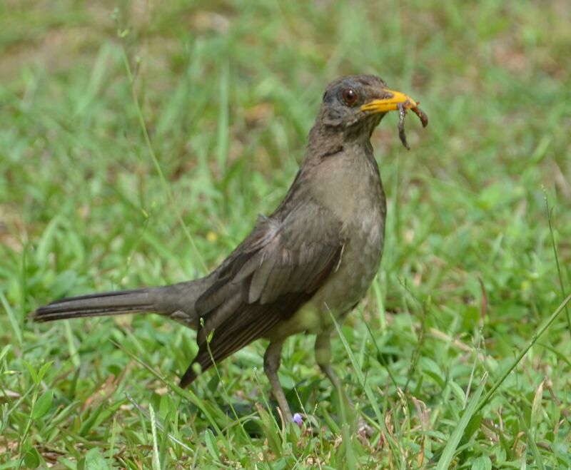 African Thrushadult, feeding habits