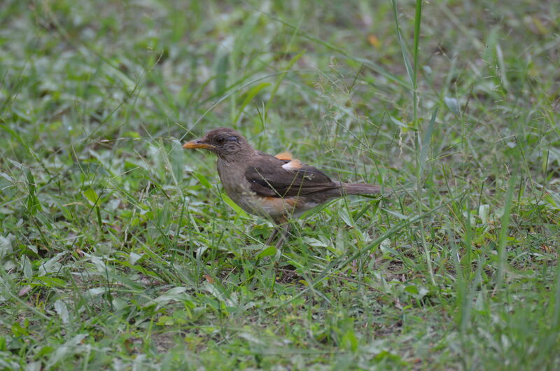 Merle africainadulte, identification