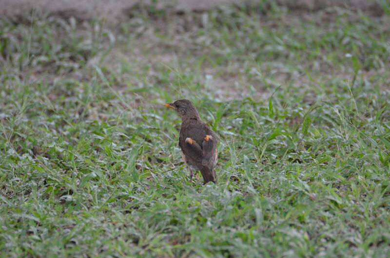 Merle africainadulte, identification