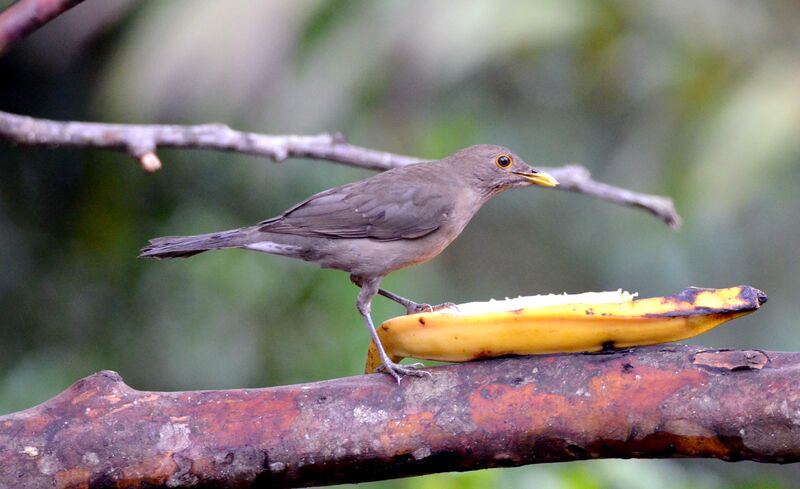 Ecuadorian Thrushadult, identification, feeding habits, eats