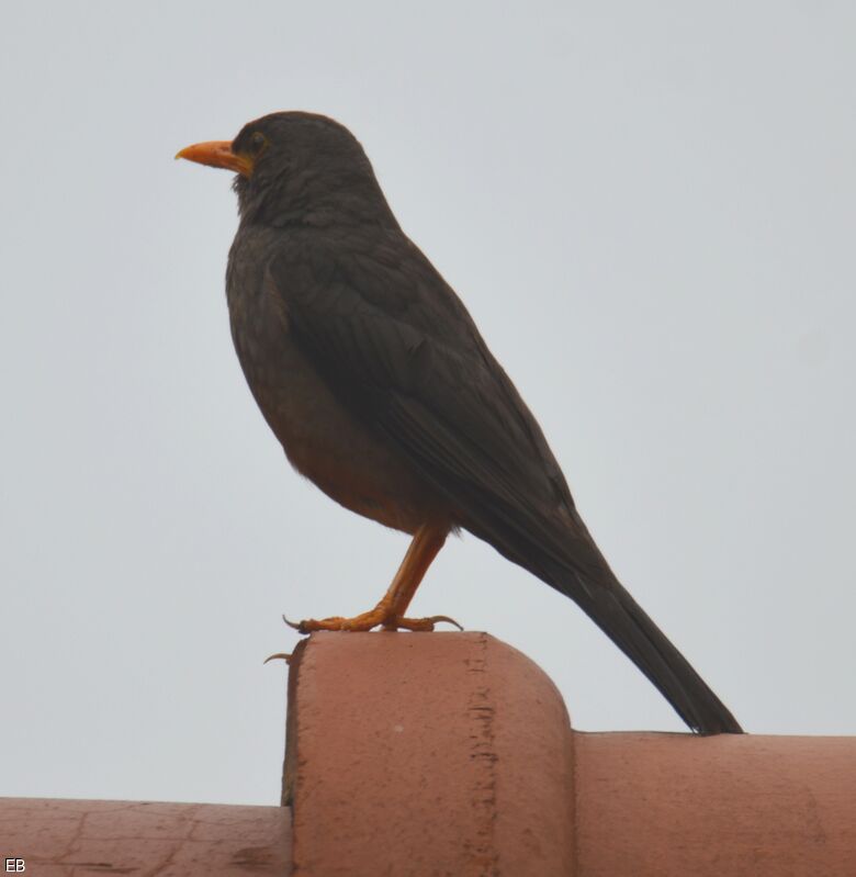 Merle du Karrooadulte, identification