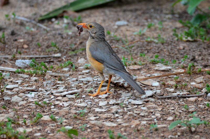 Merle kurrichaneadulte, identification, régime, mange