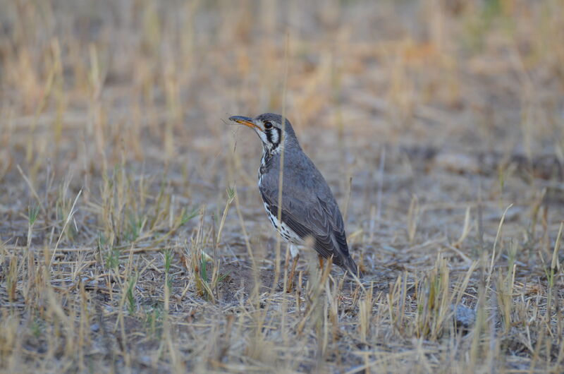 Groundscraper Thrushadult, identification, Reproduction-nesting