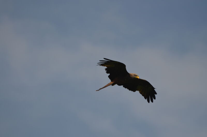 Yellow-billed Kiteadult, identification