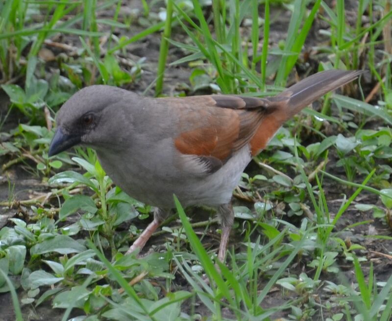 Moineau grisadulte, identification