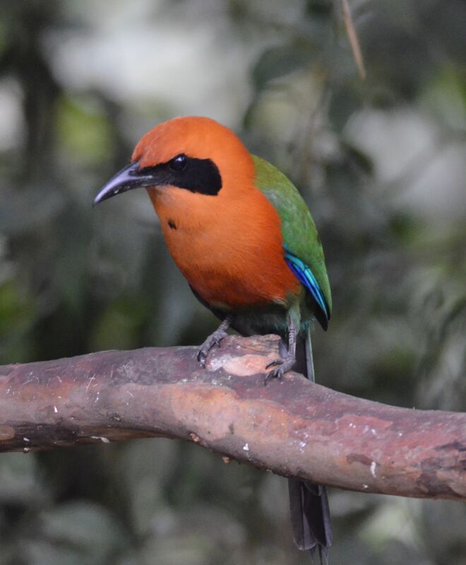 Rufous Motmotadult, identification