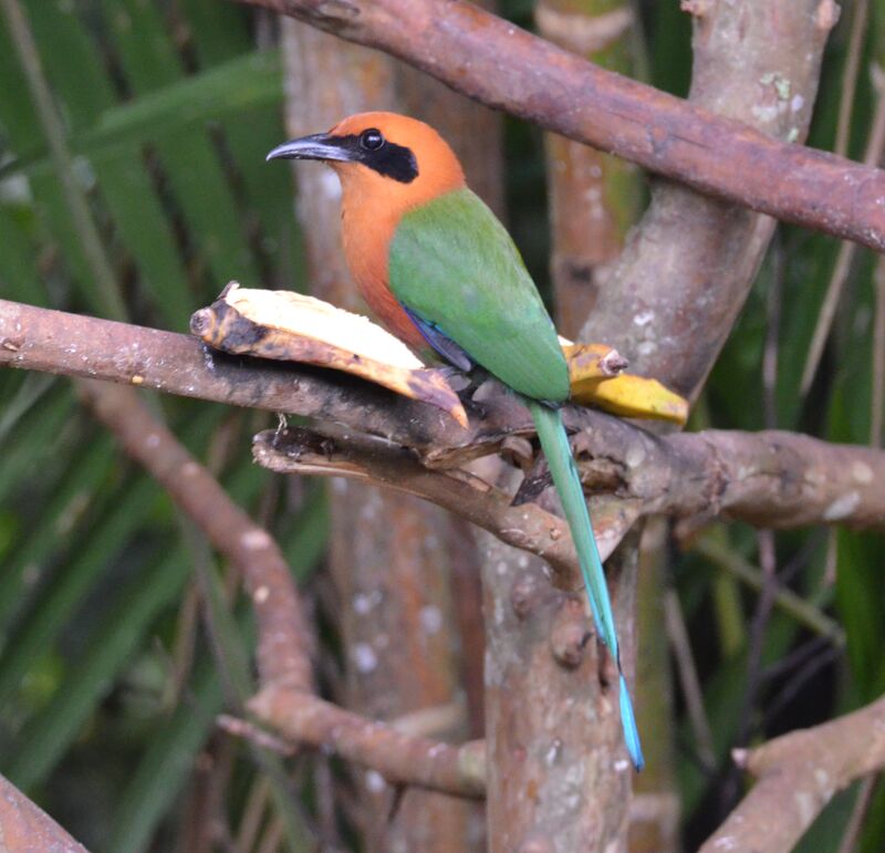 Motmot rouxadulte, identification, régime