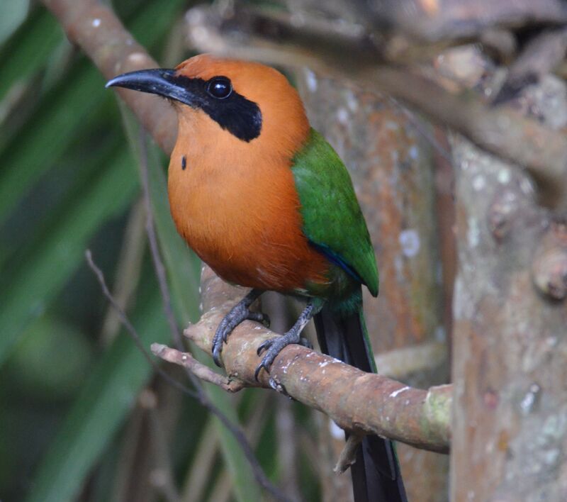 Motmot rouxadulte, identification