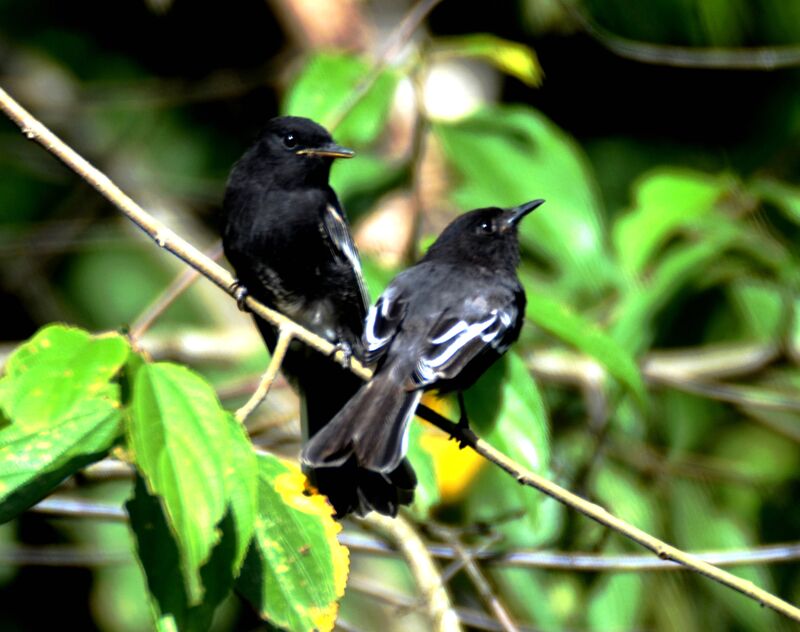 Black Phoebeadult, identification