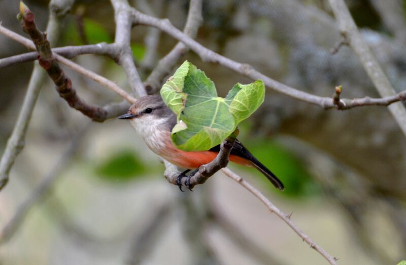 Vermilion Flycatcher female adult, identification