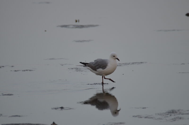 Mouette de Hartlaubadulte, identification