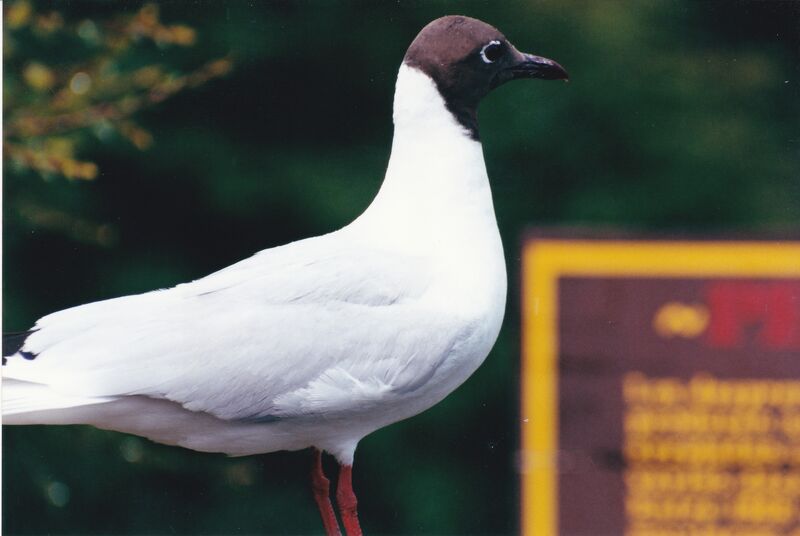 Brown-hooded Gulladult, identification