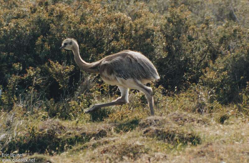 Nandou de Darwinjuvénile, identification