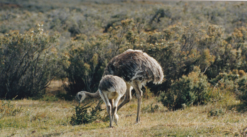 Lesser Rhea female adult, identification, Behaviour