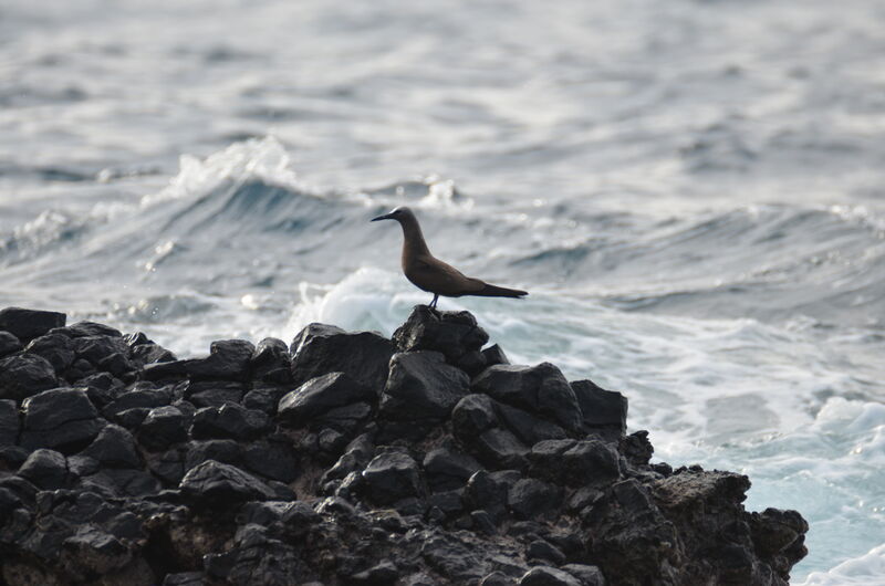 Brown Noddyadult, identification