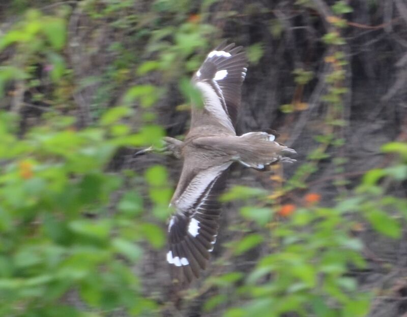 Water Thick-kneeadult, Flight