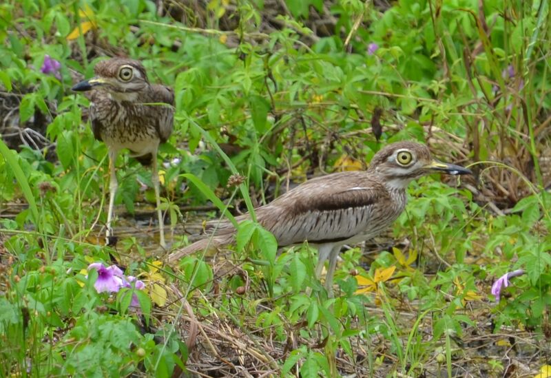 Water Thick-knee