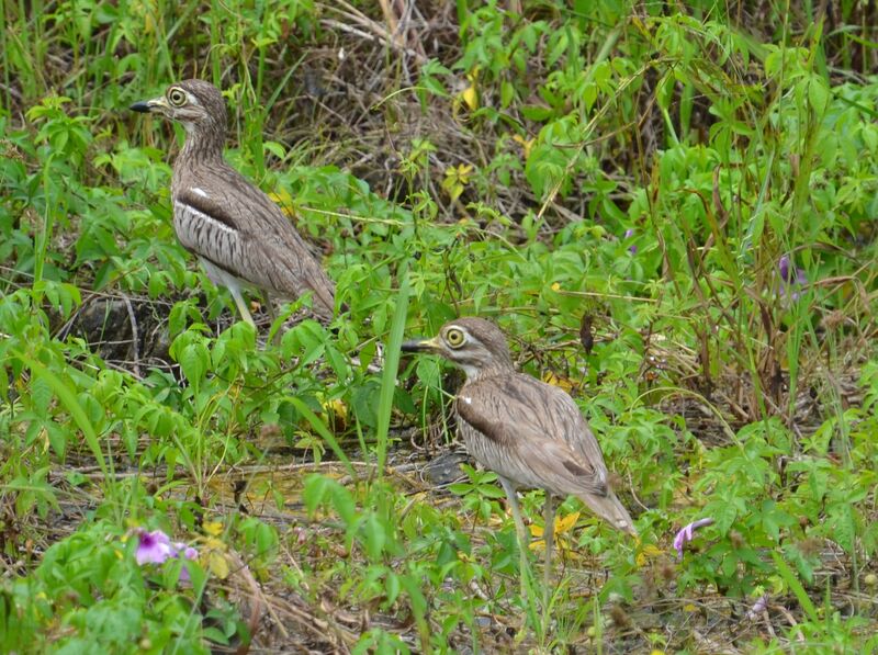 Water Thick-knee , identification