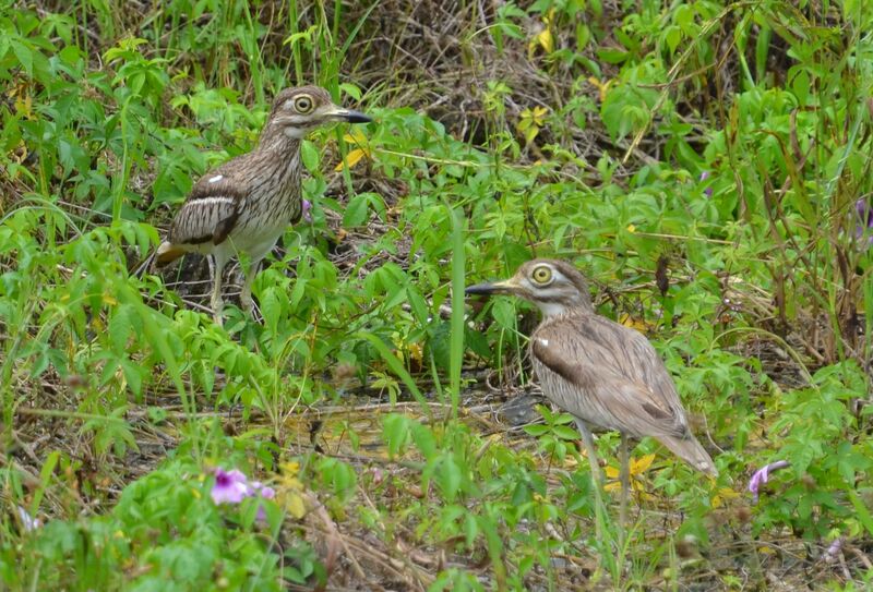 Water Thick-knee adult, identification