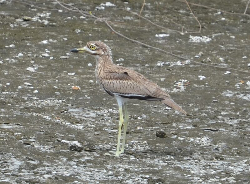 OEdicnème vermiculé, identification