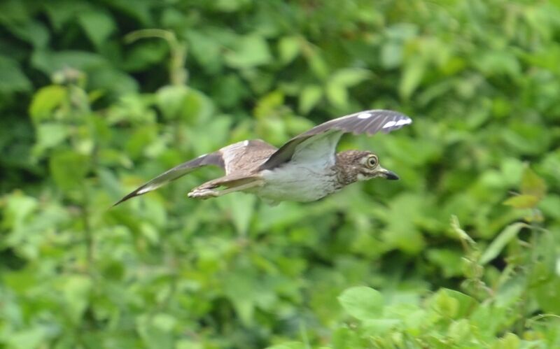 Water Thick-knee, Flight