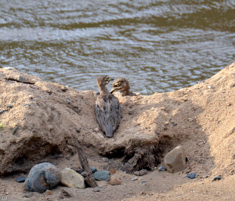 Water Thick-kneeadult, Reproduction-nesting