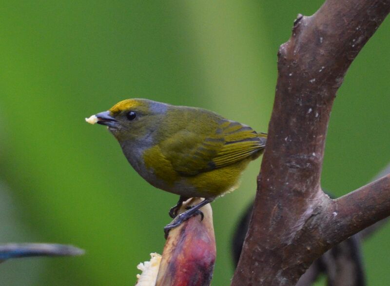 Orange-bellied Euphonia female adult, identification, feeding habits, eats