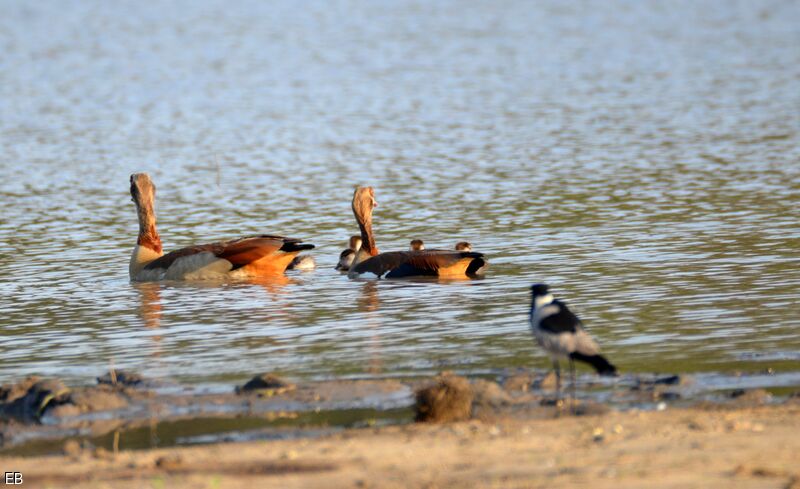 Egyptian Goose, identification