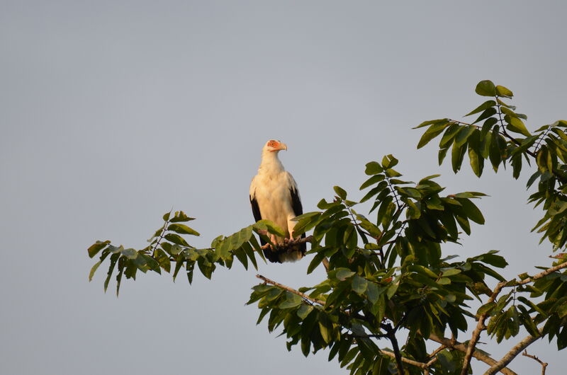 Palm-nut Vultureadult, identification