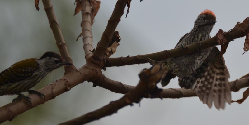 Cardinal Woodpecker female juvenile, identification