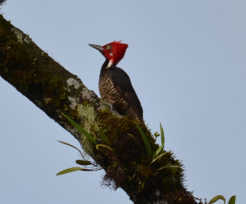 Pic de Guayaquiladulte, identification