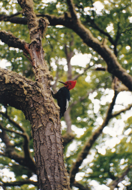 Pic de Magellan mâle, identification