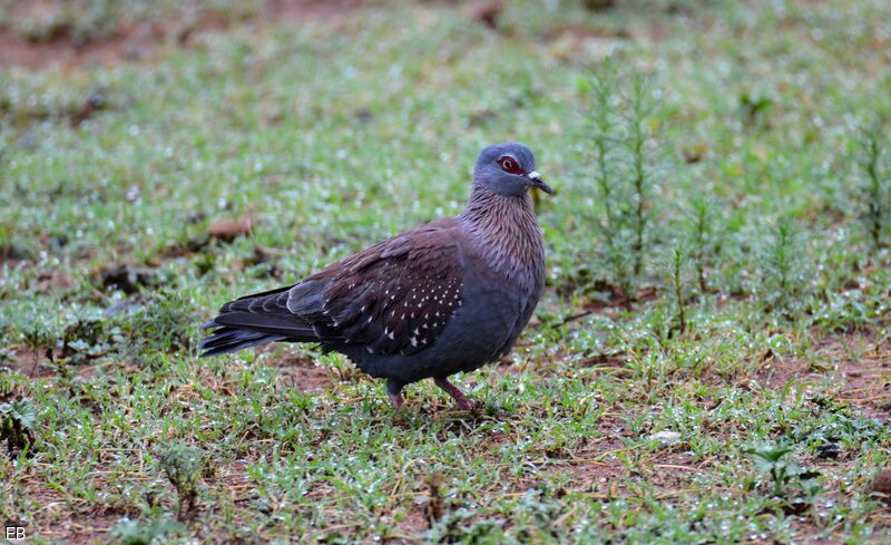 Pigeon roussardadulte, identification