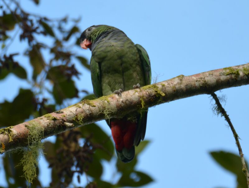 Red-billed Parrotadult, identification