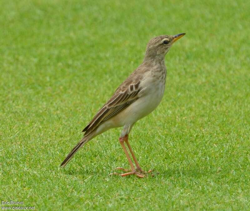 Pipit à longues pattesimmature, identification