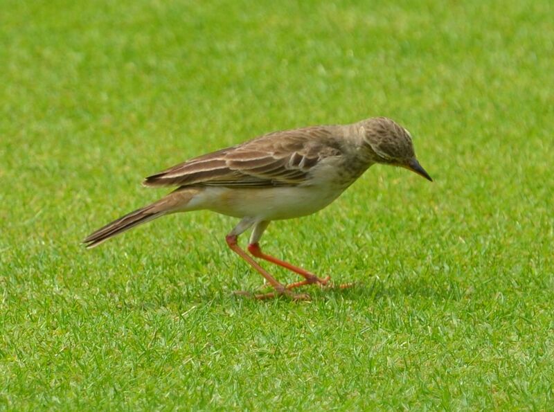 Long-legged Pipitimmature, identification