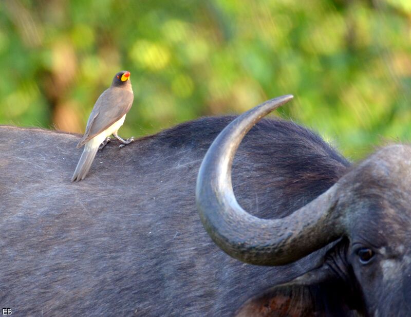 Yellow-billed Oxpeckeradult, identification