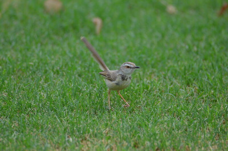 Prinia à plastronadulte, identification