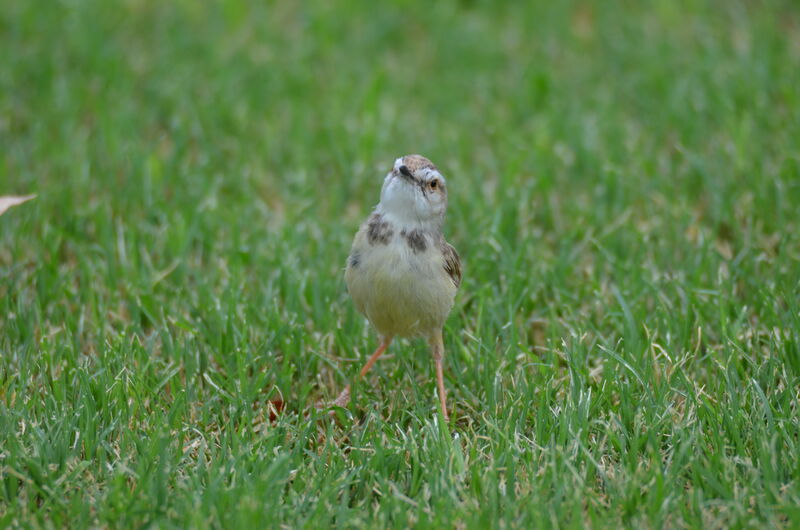 Black-chested Priniaadult, identification