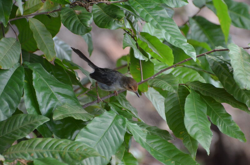 Prinia de São Toméadulte, identification