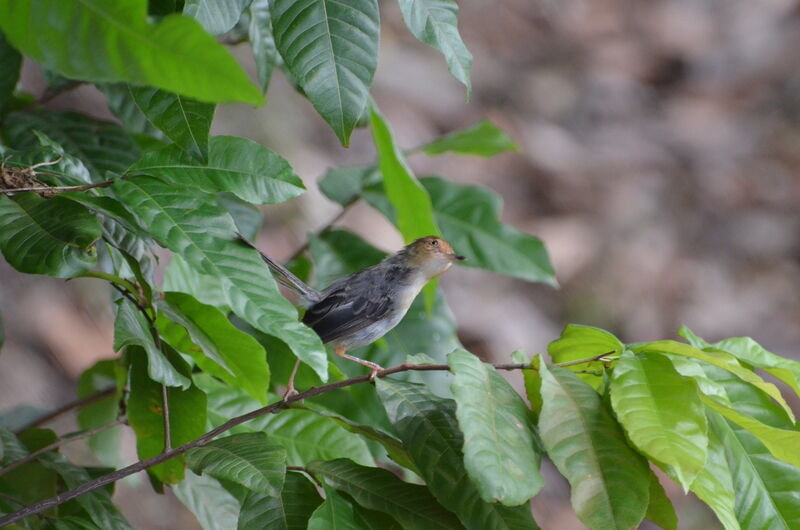 Prinia de São Toméadulte, identification