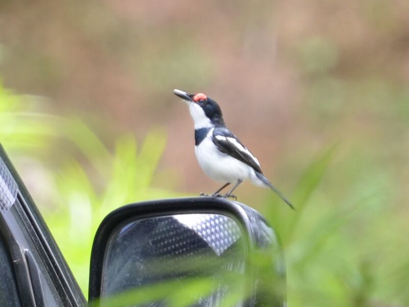 Brown-throated Wattle-eyeadult, identification