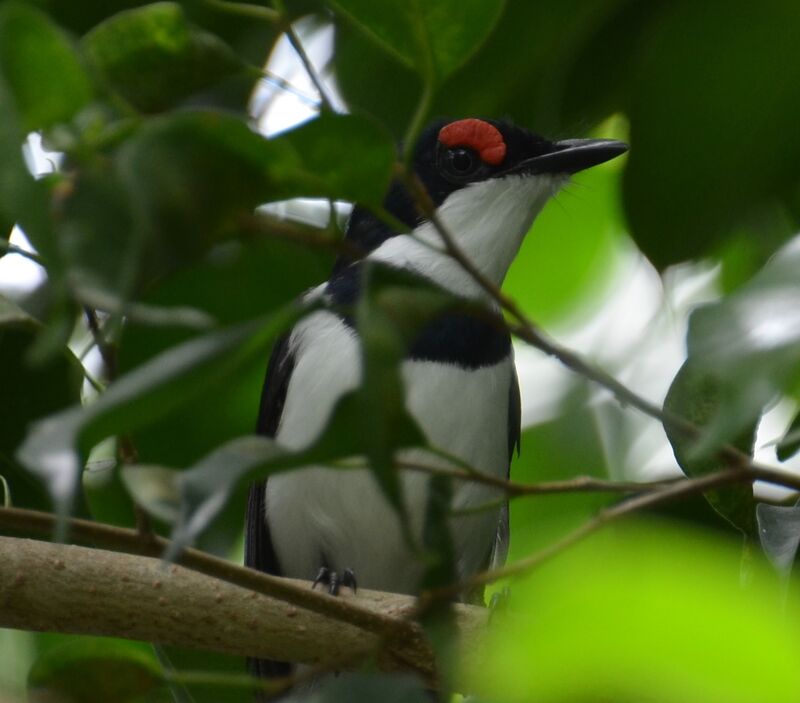 Brown-throated Wattle-eyeadult, identification