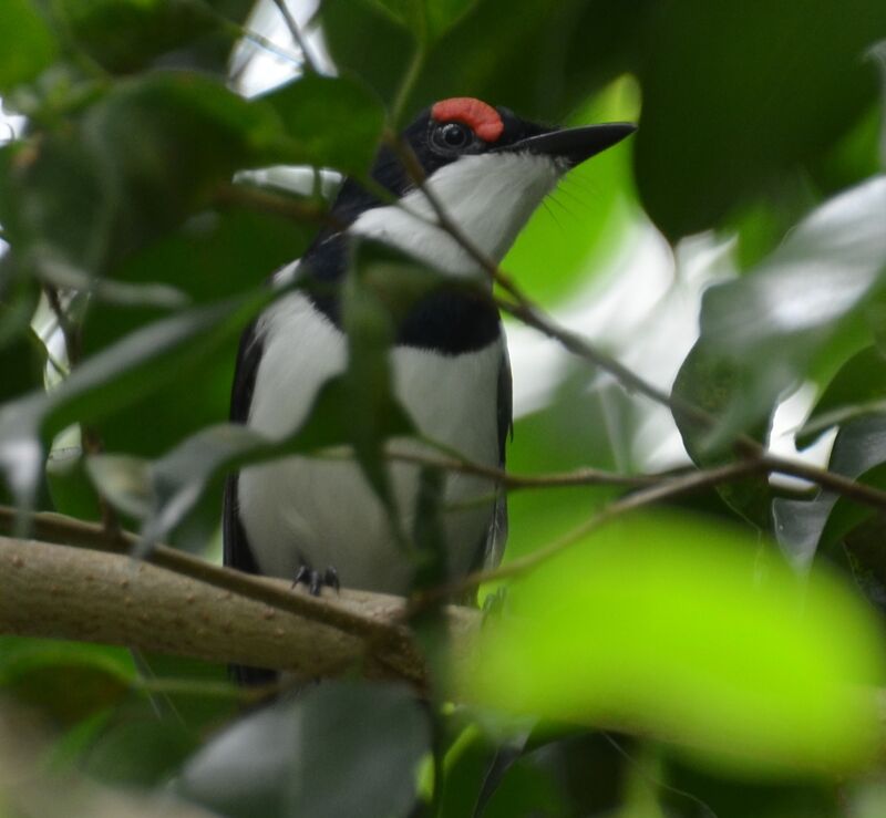 Pririt à collieradulte, identification