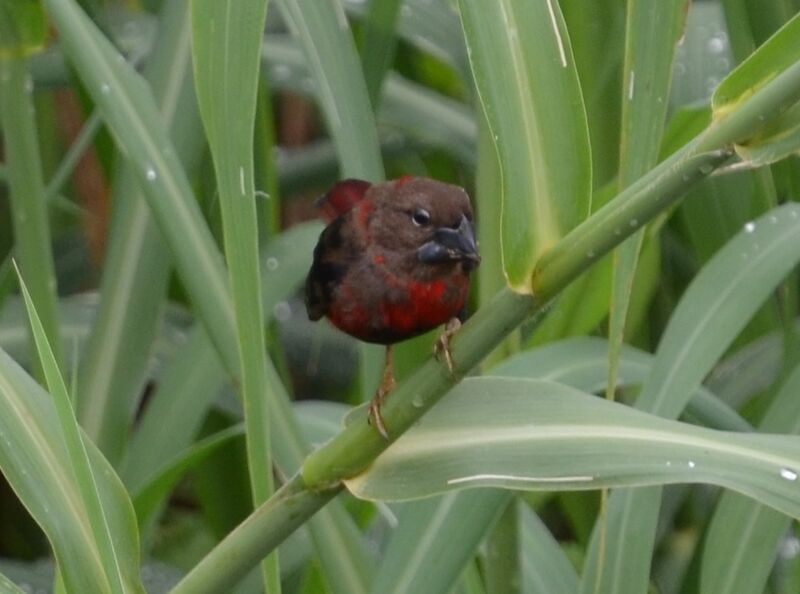 Black-bellied Seedcracker male adult post breeding, identification