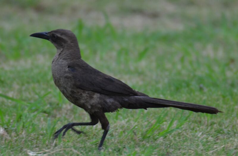 Great-tailed Grackleimmature, identification