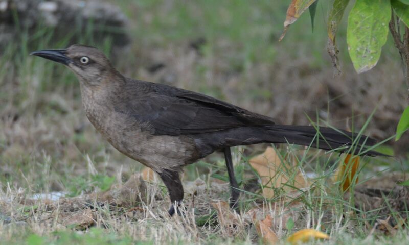 Great-tailed Grackle female adult, identification