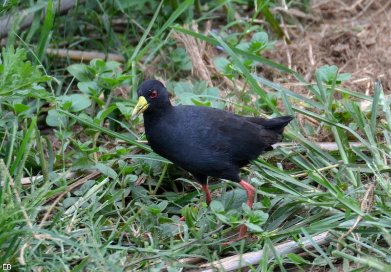 Râle à bec jauneadulte, identification