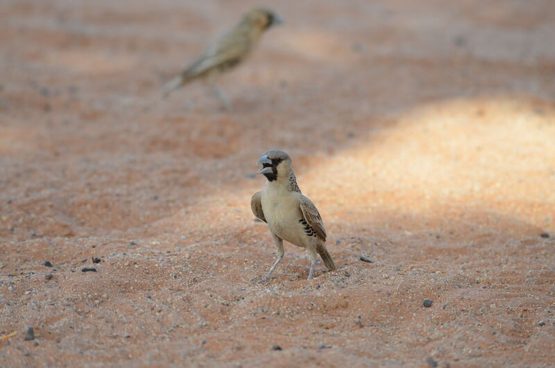 Sociable Weaveradult, identification